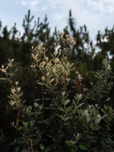 Vườn quanh Rediscover Mountain Lodge - Nanshan, Chongqing