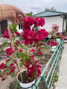 a person holding a bunch of pink flowers in a garden at Hostel Hanysha in Kazarman