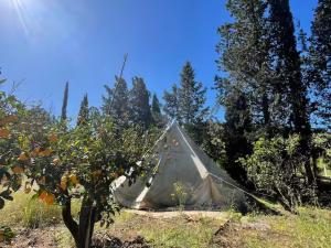 Zahrada ubytování In Our Garden Sardinia - Orange Trees Glamping Tent