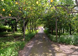 Κήπος έξω από το Casa Melo