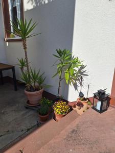 Zahrada ubytování Ferienwohnung im Springerhof