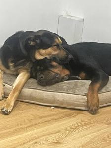 a large black dog laying on a dog bed at Room close to City and Hospital in Cardiff