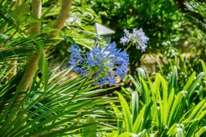 Gallery image of Sous L'olivier in Menton +51 photos