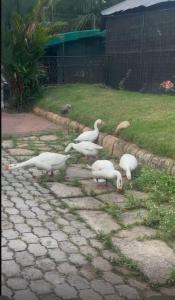 a group of white ducks walking on a stone path at Bindas in Trivandrum