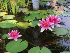 two pink water lilies in a pond with lily pads at Chambre "Rose" in Pajay