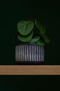 扎科帕内Apartment with Parking close to the Krupówki by Noclegi Renters的坐在桌子顶上的绿色植物