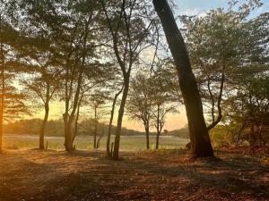 a forest of trees with the sun setting in the background at Kayubo Campsite in Mayuni