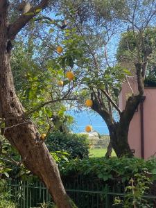 Afbeelding uit fotogalerij van Tra il verde e l'azzurro in Bonassola +10 foto's