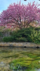 a flowering tree with pink flowers on a stone wall at Caravane Zen & Jacuzzi proche des grottes de Bèze in Bèze