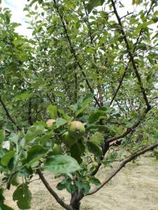 un pommier avec beaucoup de pommes vertes dessus dans l'établissement City Escape, à Gyumri