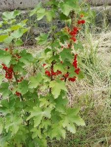 une plante avec des baies rouges dessus dans l'établissement City Escape, à Gyumri 4 autres photos