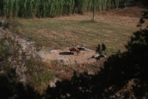 Loomad of the luxury tent aladel või selle läheduses