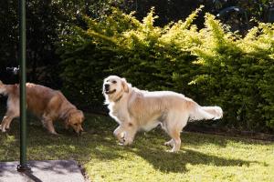 two dogs playing in the grass in a yard at Pawprints in Corlette +14 photos