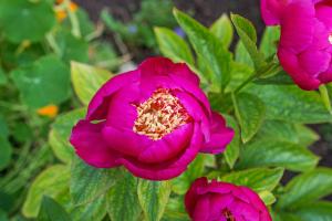 a pink flower in a garden with green leaves at Biriola EcoResort Cala Gonone in Cala Gonone