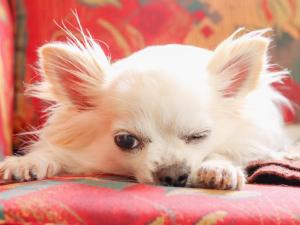 秋田市にあるみんなの実家門脇家の小さな白犬