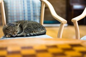 a gray cat laying on a chair at Farnham Court Motel and Restaurant in Morwell