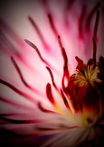a close up of a red and white flower at Hotel Doña Luisa in San Luis de Sabinillas