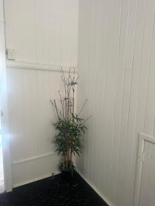 a plant in a corner of a room with a wall at Melbourne Street, South Brisbane in Brisbane