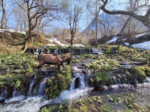 a horse standing on top of a waterfall at わくわく自然体験の宿ゲストハウス山楽 in Itoigawa