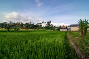 a field of green grass with a building in the background at Villa Dewi 3 in Ubud