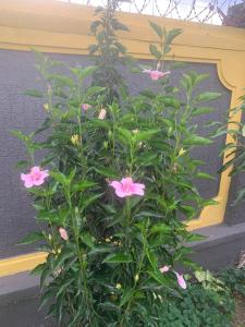 Zahrada ubytování Jordana Homes + 147 fotografií