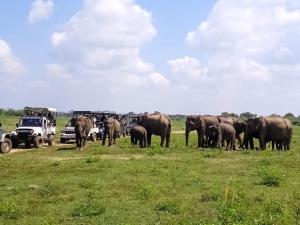 Altri animali domestici presso l'affittacamere o nei dintorni