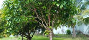 Zahrada ubytování PADSARO - ROSE of SHARON at ECR, Chennai