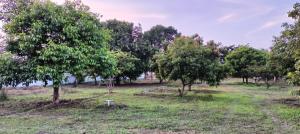 Zahrada ubytování PADSARO - ROSE of SHARON at ECR, Chennai