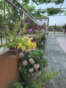 a bunch of flowers in pots on a balcony at Stan Uljarević in Zlatište