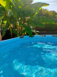 ein Pool mit blauem Wasser und vielen Pflanzen in der Unterkunft Belle maison au calme 200m2 in Coubron