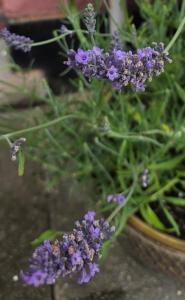 a bunch of purple flowers in a pot at Walk to Wembley Stadium and Arena 2 Bedroom Sleeps 4 in London