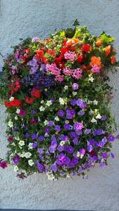 a bunch of flowers in a pot on a wall at Madelines Accommodation in Tinahely