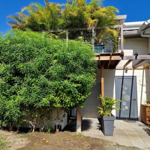 a house with a large tree in front of a building at Appartement Artistique de Boucan Canot in Saint-Paul