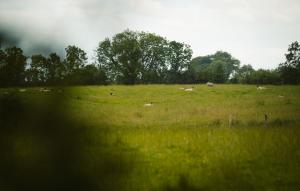 eine Gruppe von Tieren, die auf einem Grasfeld liegen in der Unterkunft Longford Holiday Kitty Kiernan's Self Catering Thatch Cottage in Longford + 14 Fotos