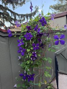 Gallery image of Foothills of the Rockies in Boulder