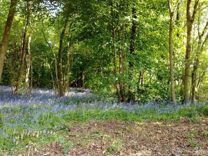 a forest filled with bluebonnets and trees at Wayside B&B in Chittoe