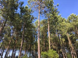 Fotografie z fotogalerie ubytování Hôtel La Pergola - centre ville v destinaci Capbreton + 16 fotografií