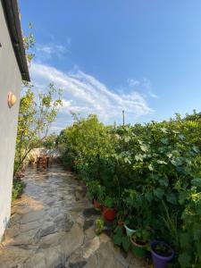 Zahrada ubytování Guesthouse SELI