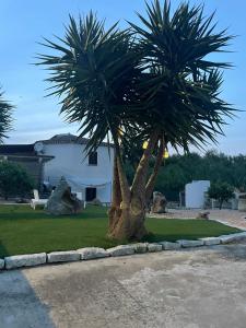a palm tree in front of a house at CASA MURALES Gianfranco in Murta Maria