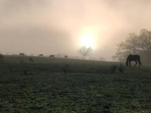 a group of horses grazing in a field in the fog at Gîte rural avec animaux, parking et Wifi à Saint Bonnet de Four - FR-1-489-560 in Saint-Bonnet-de-Four +8 photos