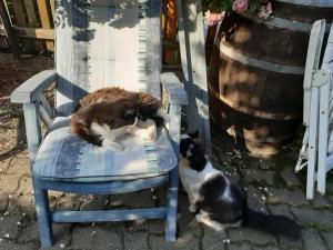 Gallery image of Brunnsteffl - Ferienhaus Lindner in Sankt Andrä-Höch