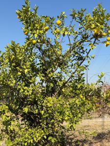 an orange tree with lots of fruits on it at Exquisite Home & Living in Matsapha