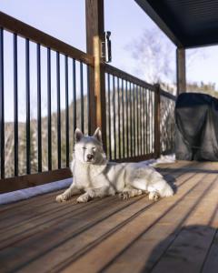 Domácí mazlíčci ubytovaní s hosty v ubytování Chalet le Sherpa -SPA & Billard et accès au lac