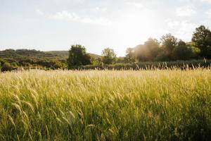 a field of tall grass with the sun in the background at Ferienhaus Rovinj mit Pool in Rovinj +93 photos