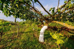 a tree with a white trunk in a field at Ferienhaus Rovinj mit Pool in Rovinj