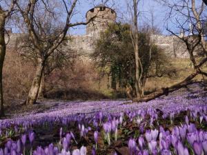 a field of purple tulips in front of a castle at Penzinger in Deutschlandsberg in Deutschlandsberg