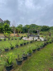 a row of potted plants in a field at Ray's in Ban Phae Buak Ha +14 photos