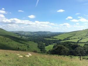 a group of sheep grazing on a grassy hill at Calico Cottage in Hope