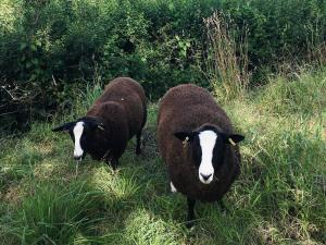 two sheep standing in the grass in a field at Calico Cottage in Hope +1 photo