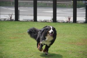 a black and white dog running in the grass at LAKE villa CHITOSE in Hikone